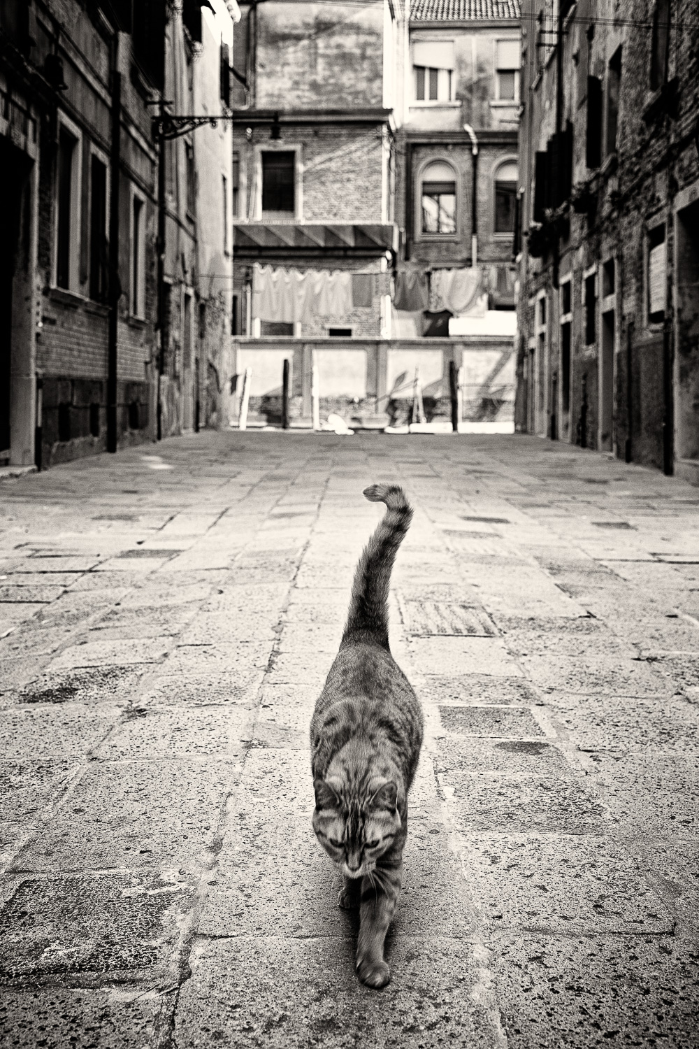 chat libre-santa croce-venise