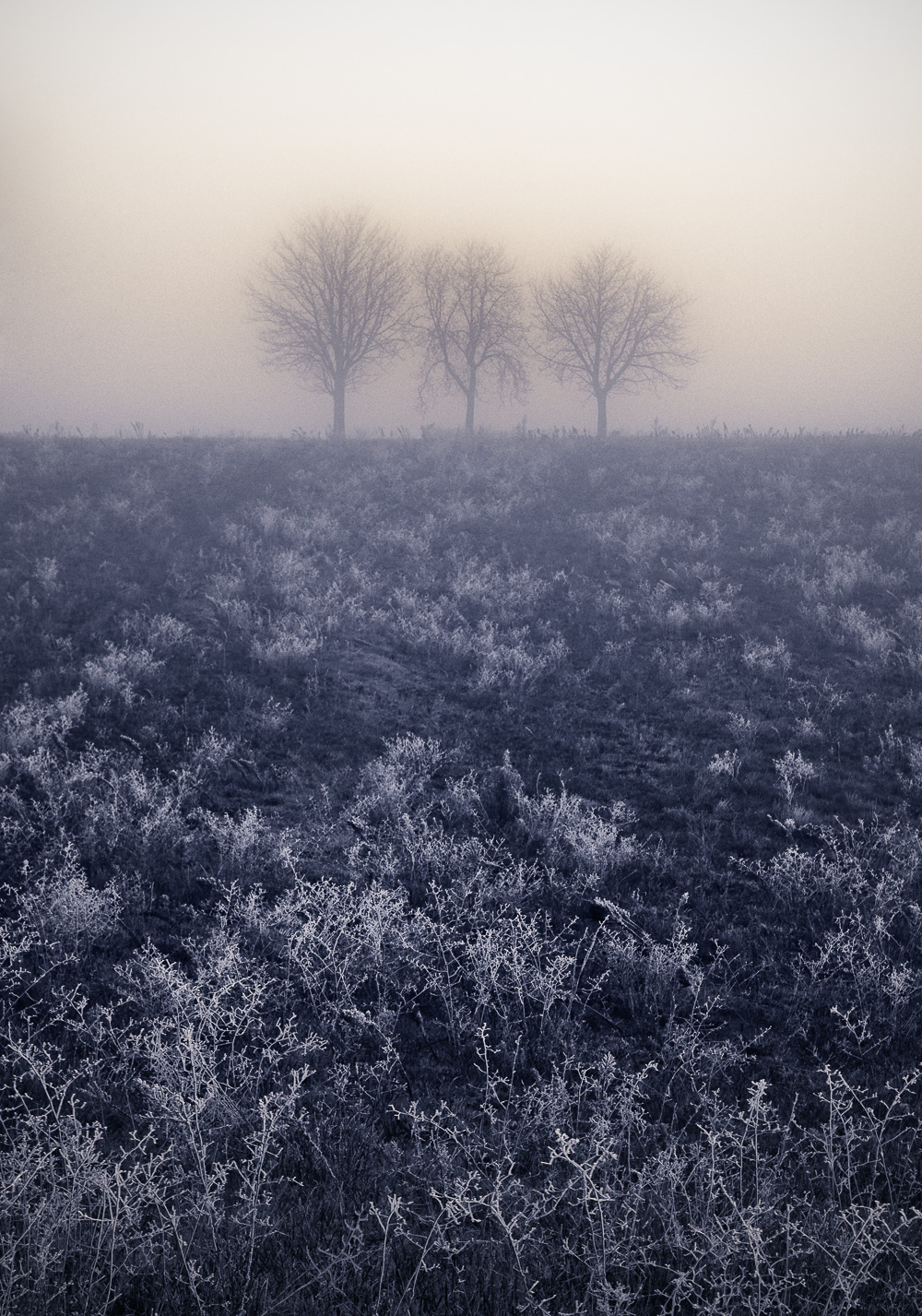 trois arbres-lauragais